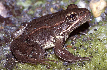 California red-legged frog